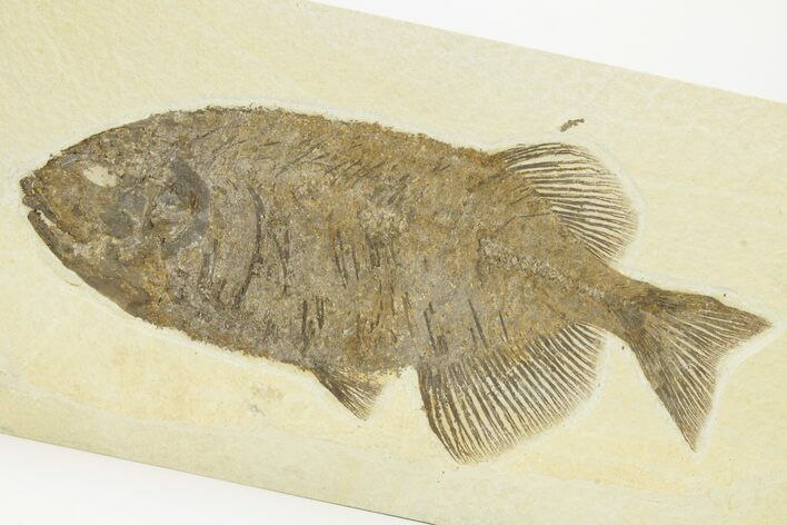 Impressive Fossil Fish (Phareodus) - Wyoming #207903